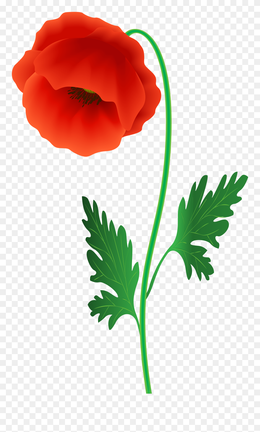 Red Poppy Flower Png Clipart Image - Corn Poppy Transparent Png