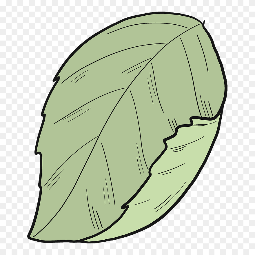 Hydrangea Leaf Clipart - Drawing - Png Download