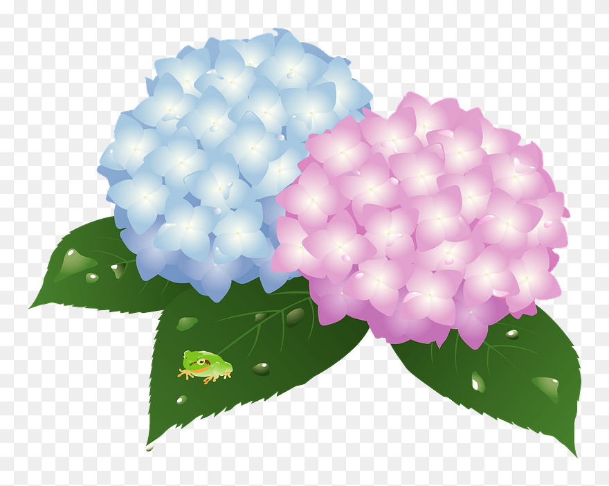 Frog Hydrangea Flower Clipart - Hydrangea - Png Download