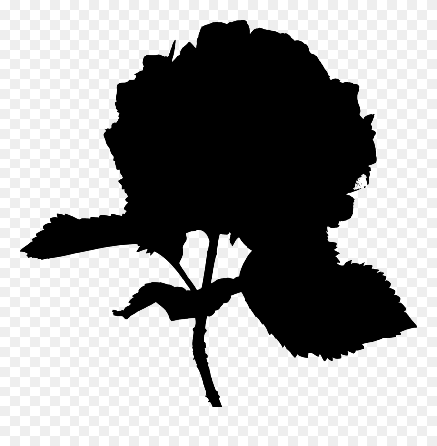 French Hydrangea Portable Network Graphics Clip Art - Hydrangea - Png Download