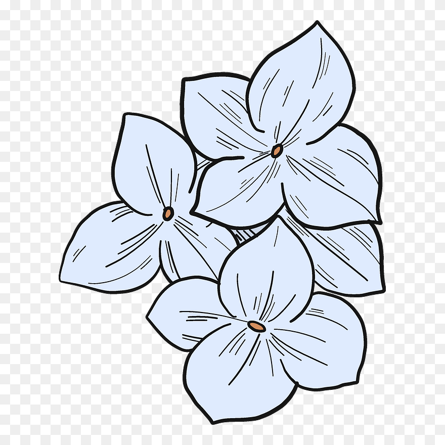 Hydrangea Flowers Clipart - Jasmine - Png Download