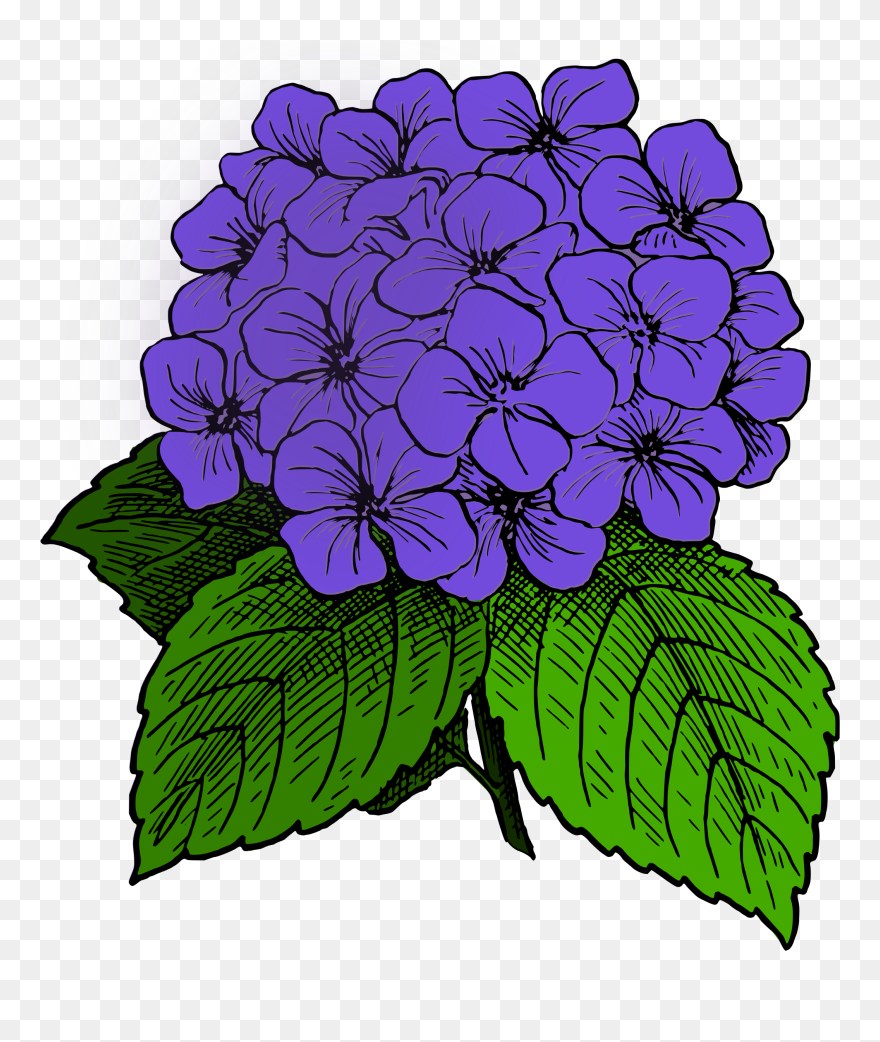 Hydrangea Clip Art , Png Download - Hydrangea Clip Art Transparent Png