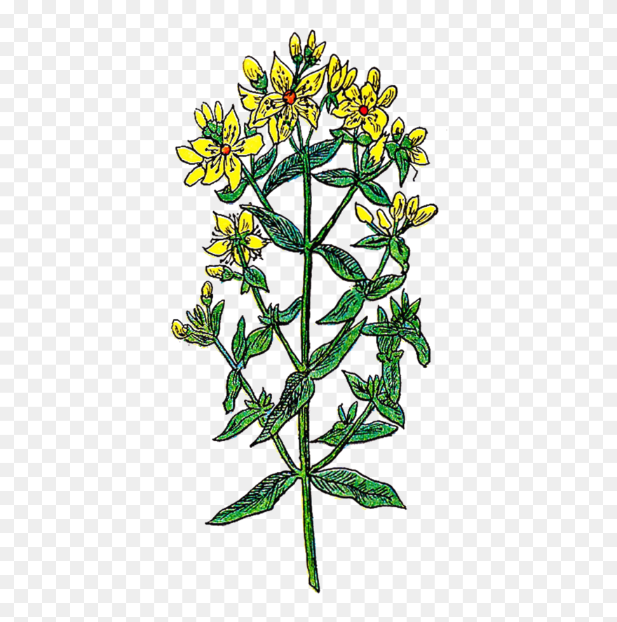 Transparent Leaf Flower Plant Flora Clipart For Nature - Floral Design - Png Download