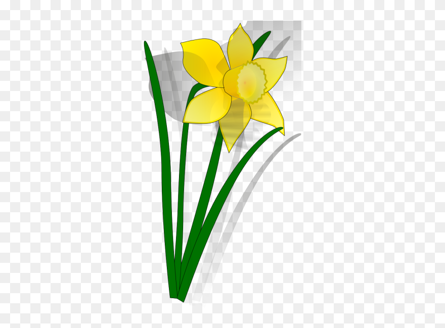 Daffodil Flower Png Images - Daffodil Clip Art Transparent Png