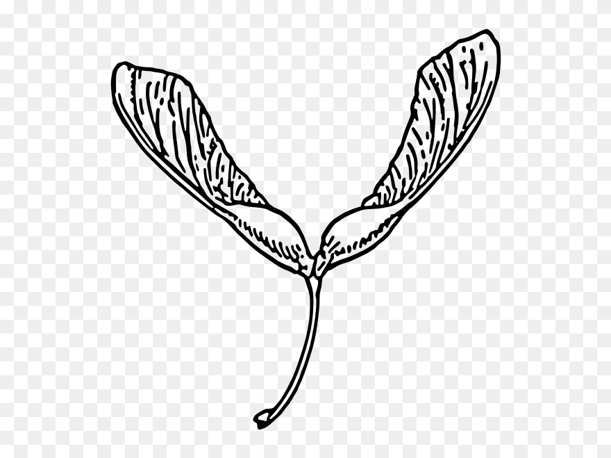 Samara Plant Vector Image - Maple Seed Drawing Clipart