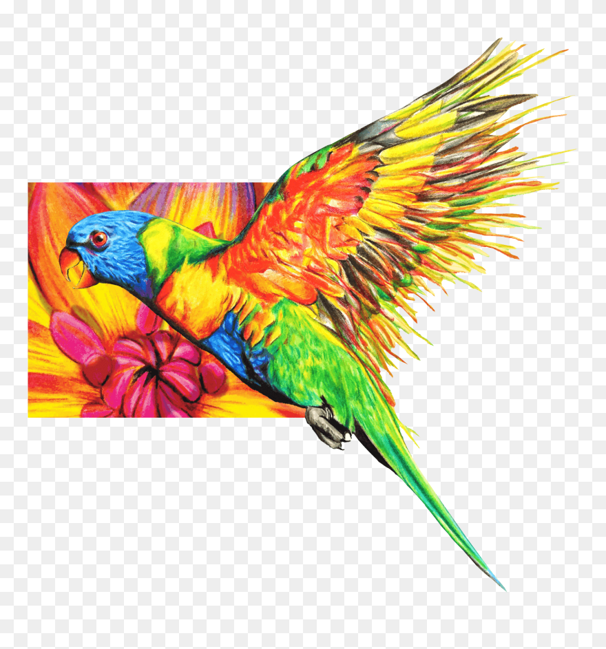 Transparent Colorful Chameleon Clipart - Pencil - Png Download