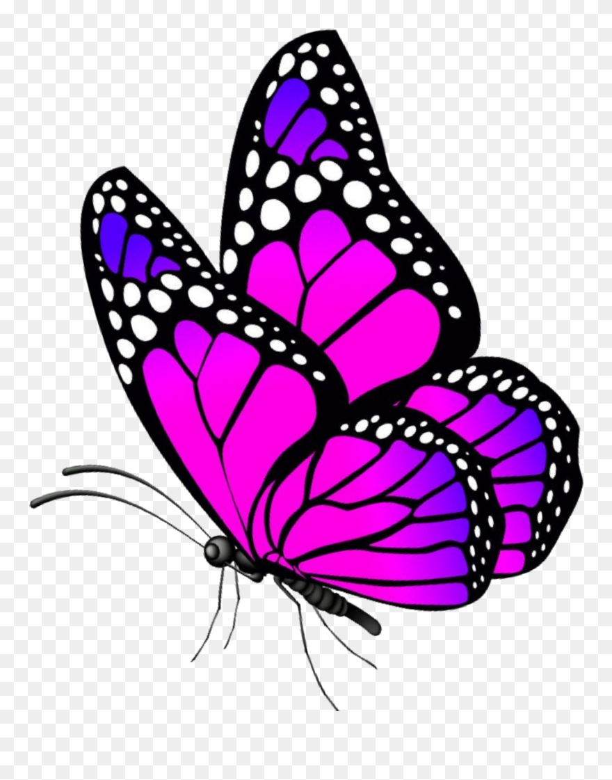 #butterfly #animal #art #stickers #clipart #freetoedit - Clip Art Picture Of Butterfly - Png Download