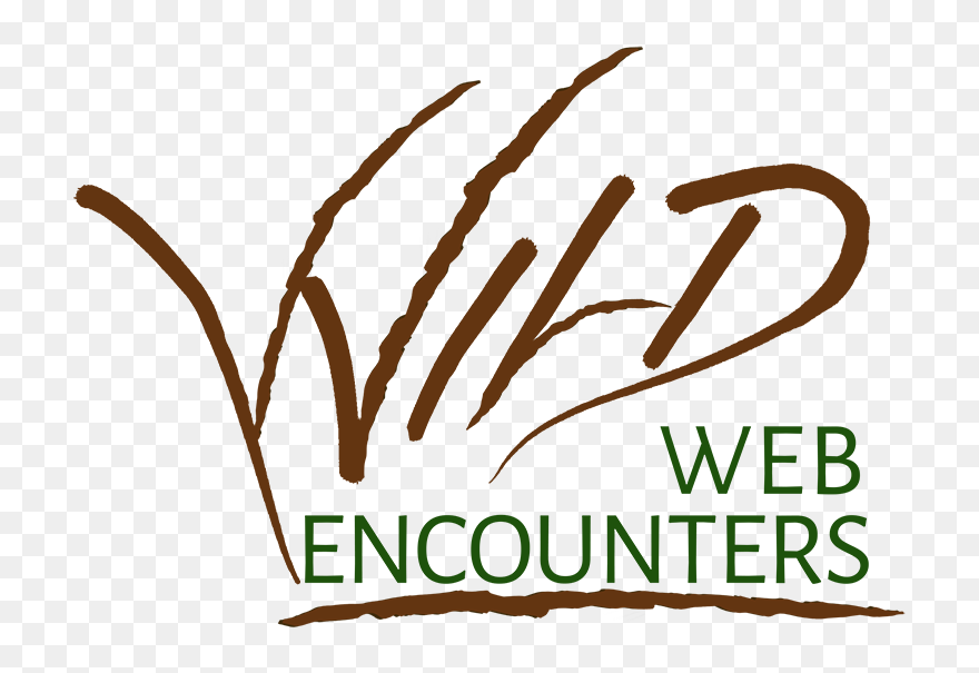 Wild Web Encounters Logo - Church Of England Clipart