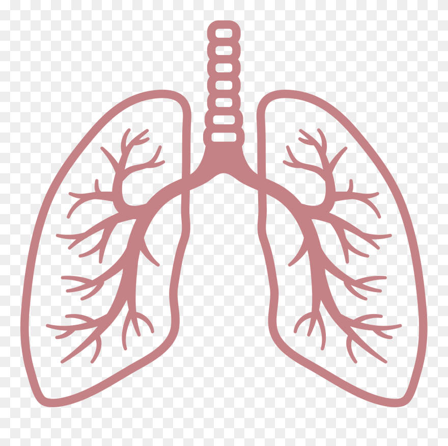 Lungs Clipart Transparent - Lungs Clipart Png