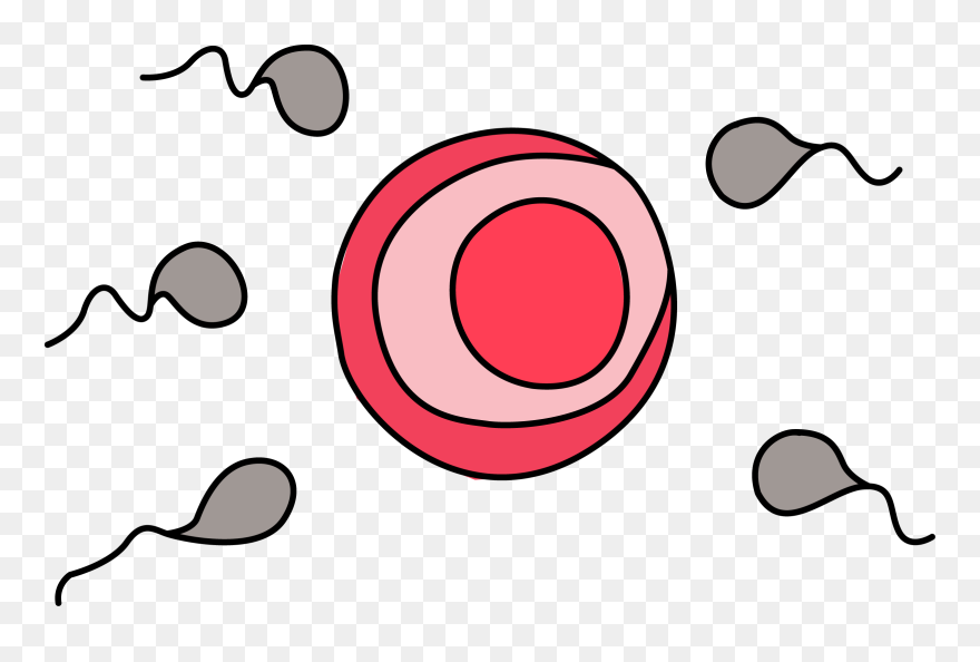 Sperm And Egg Clipart - Png Download
