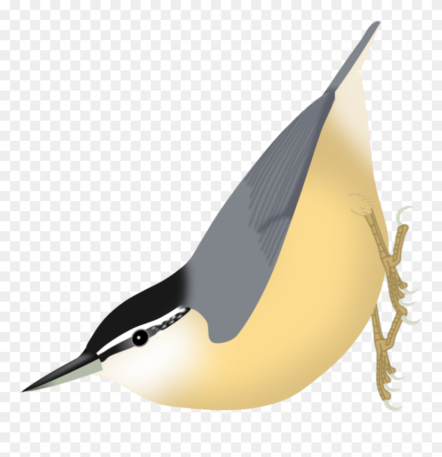 Поползень Пнг Clipart