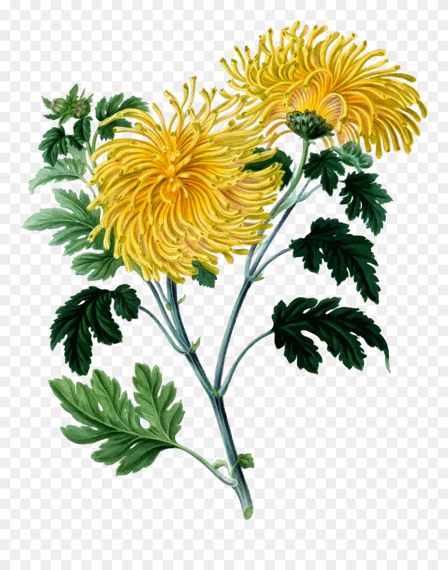 Chrysanthemum 2 Clip Arts Chrysanthemum Clipart Png Download