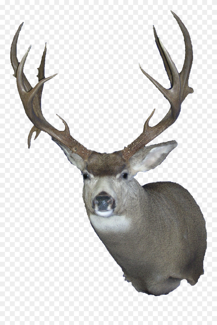 Elk White-tailed Deer Trophy Hunting Reindeer - Deer Clipart
