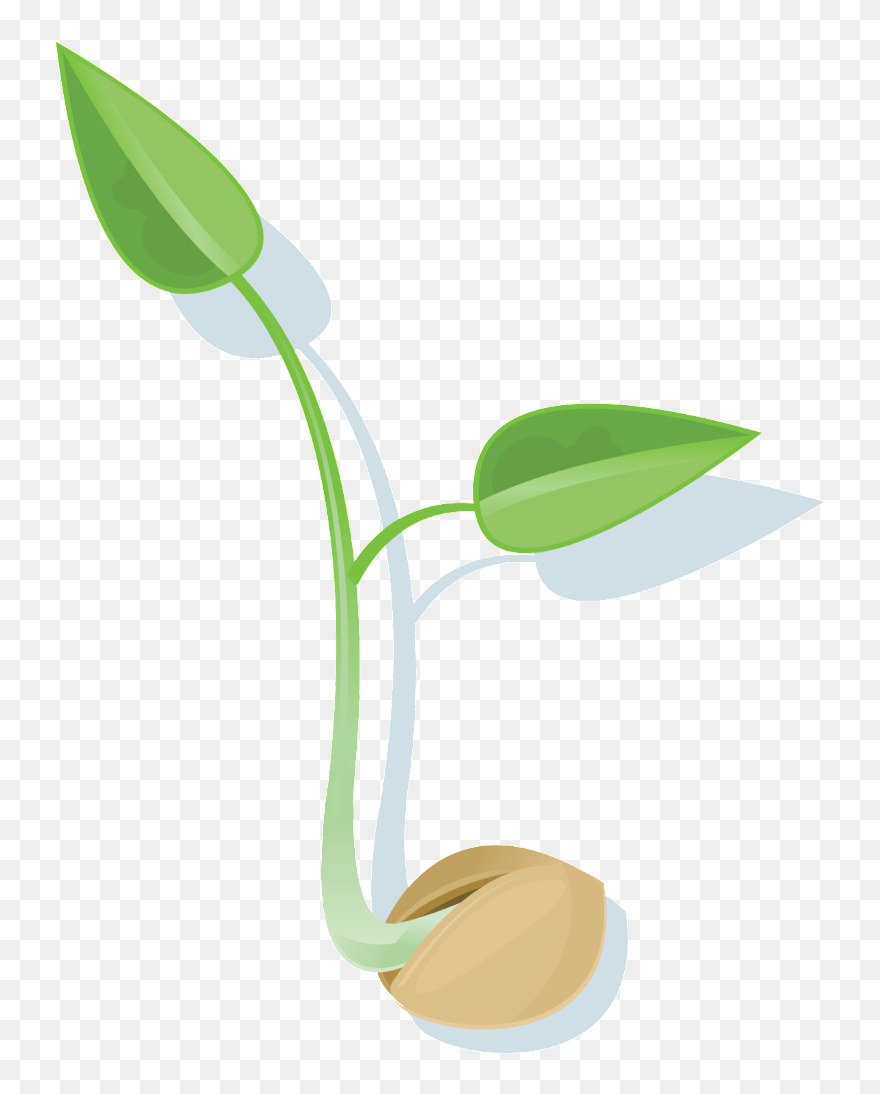 Download Seed Png File - Seed Clipart Png Transparent Png
