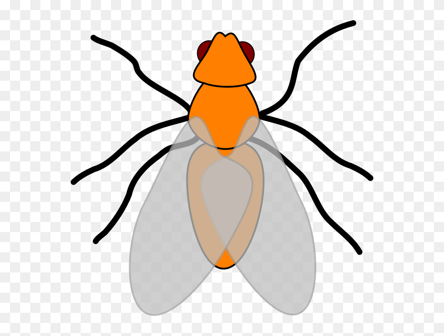 Clip Art - Png Download