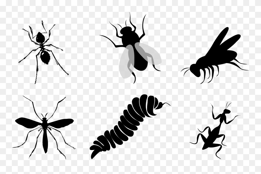Flies Clipart Insect Wing - Vector Praying Mantis Silhouette - Png Download