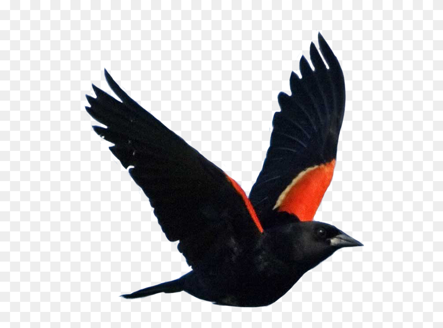 Transparent Blackbird Clipart - Clipart Red Winged Blackbird - Png Download