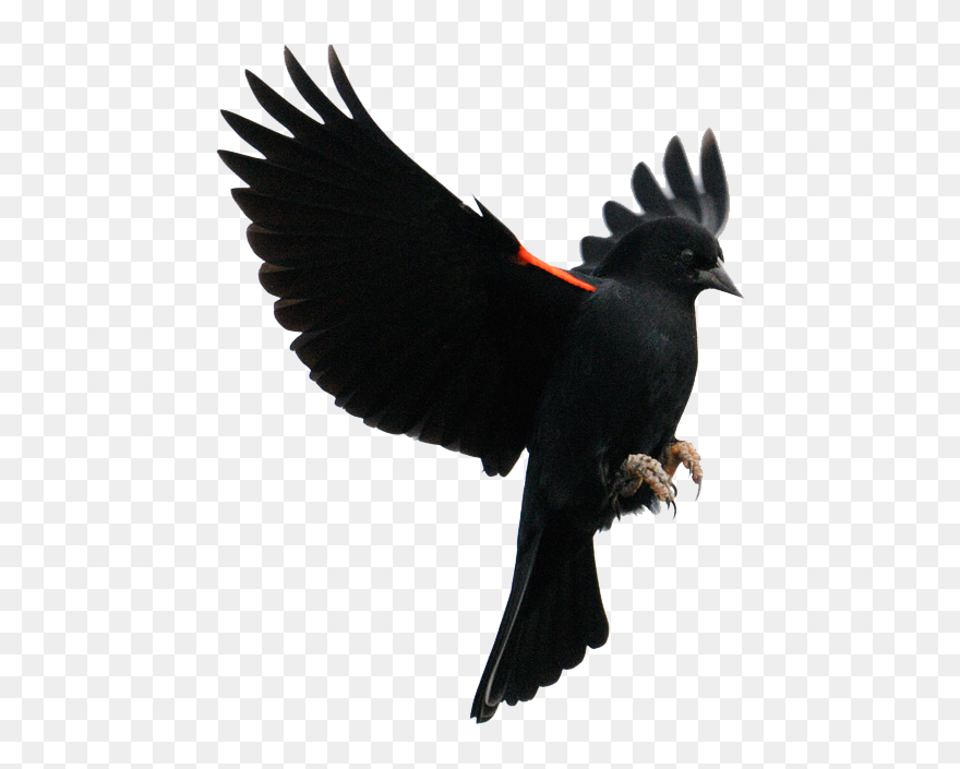 Red-winged Blackbird Common Blackbird Flight Finches - Bird In Flight Profile Clipart