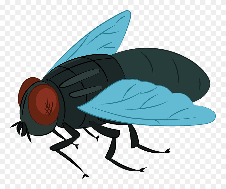 Fly Clipart - House Fly - Png Download