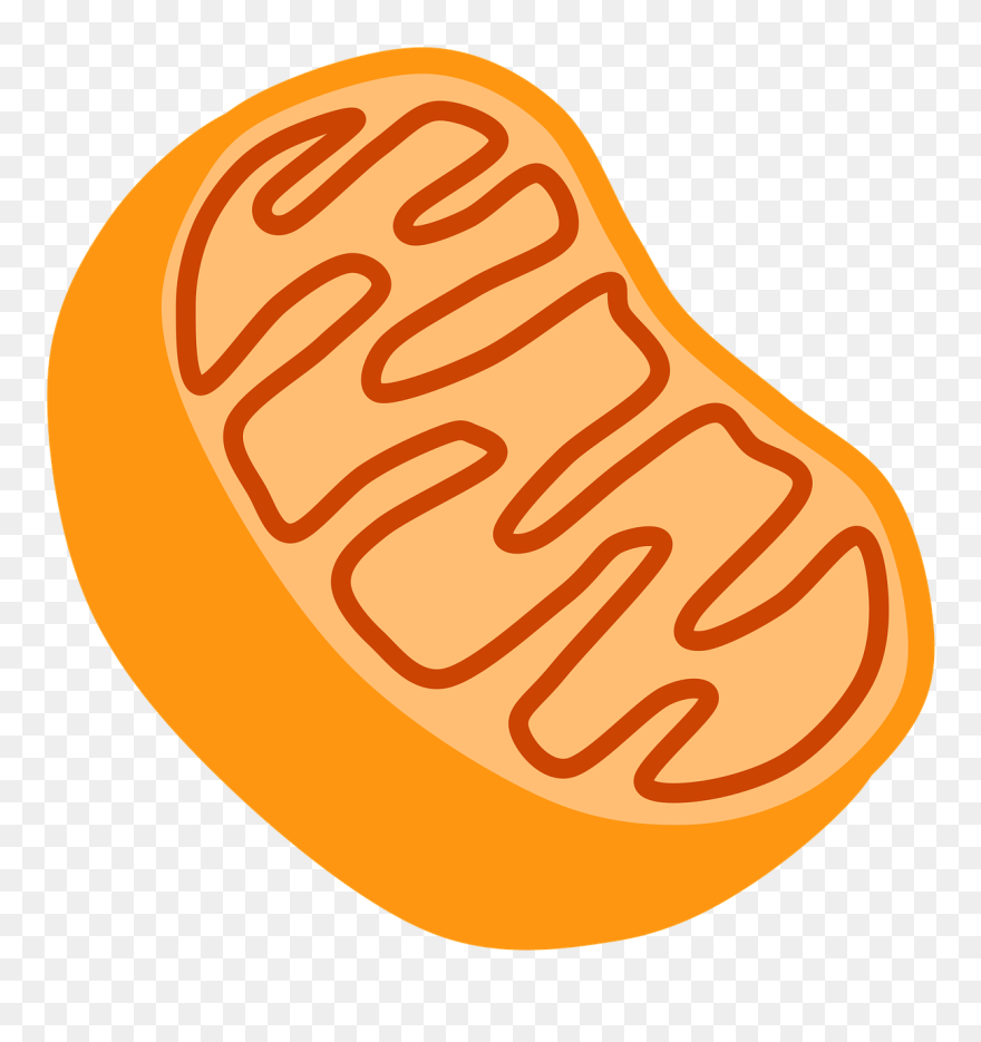 Mitochondria Clipart - Png Download