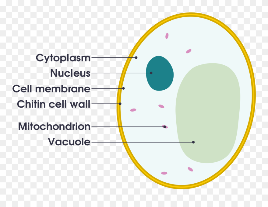 Transparent Vacuole Clipart - Circle - Png Download