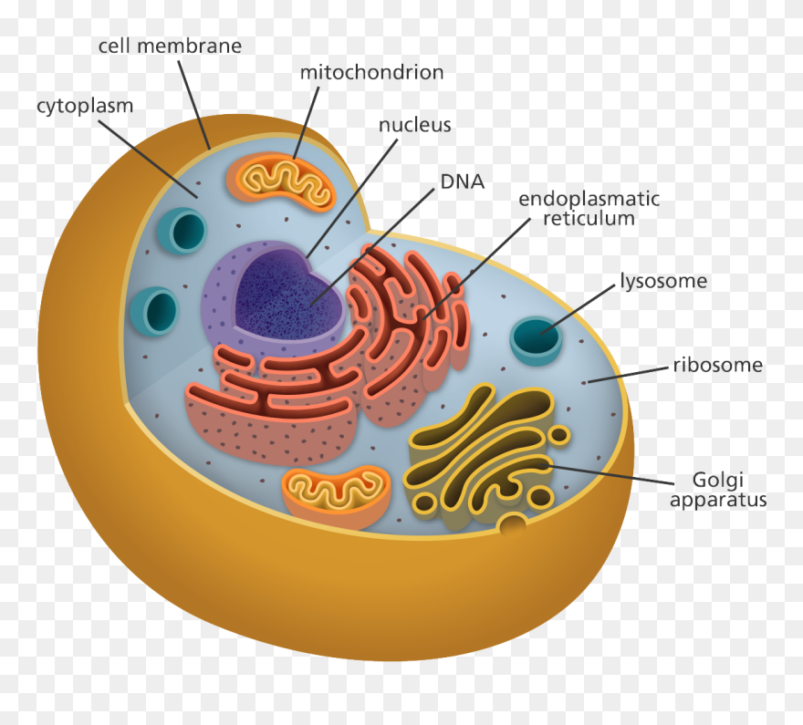 Animal Cell Clipart