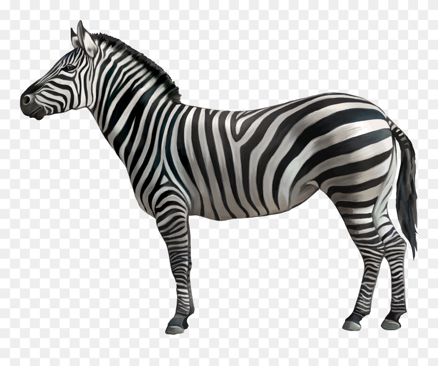 Hd Animals Png - Zebra Clipart Transparent Png