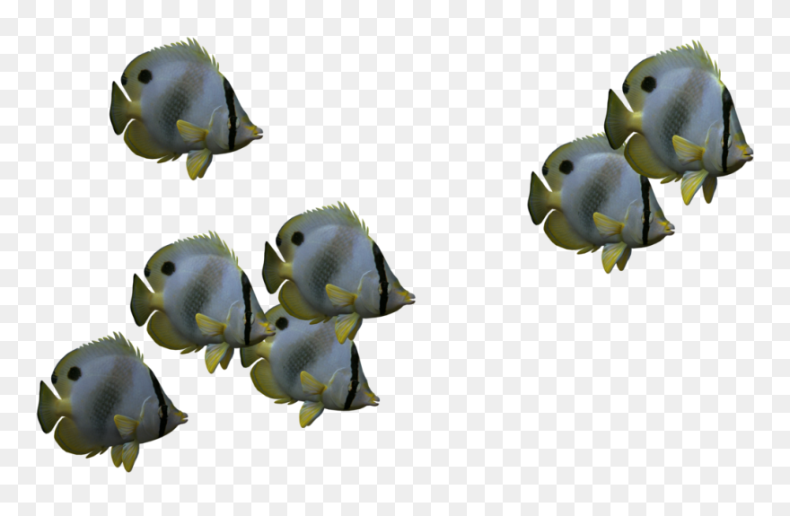 Best Png Clipart - School Of Fish No Background Transparent Png