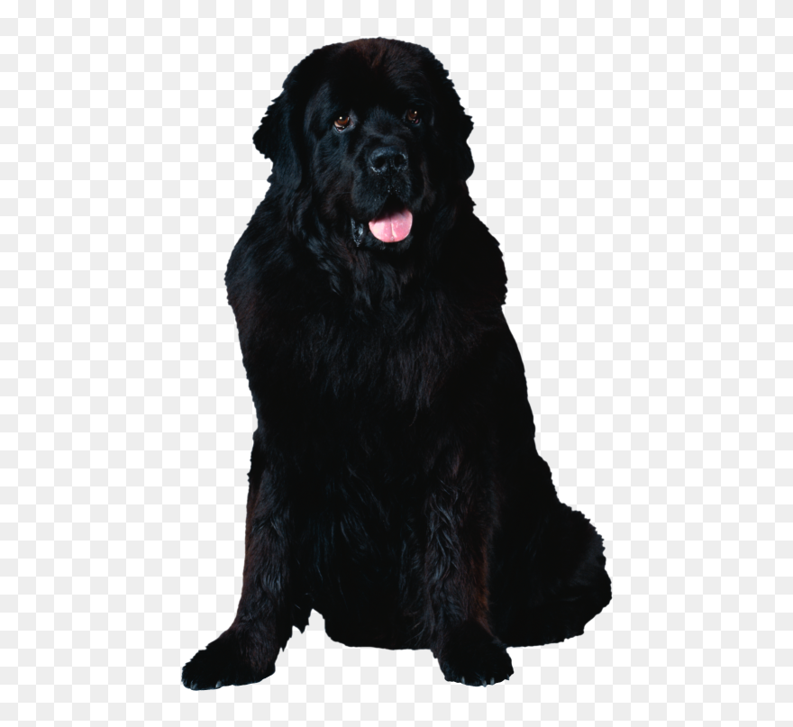 Newfoundland Dog Transparent Background Clipart
