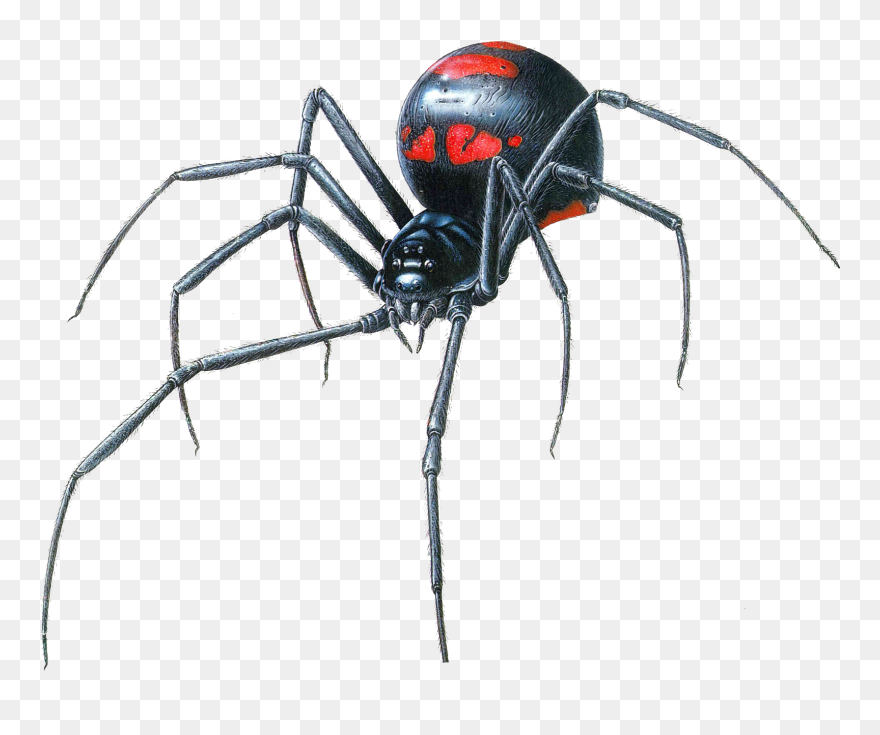 Transparent Spider Web Clipart Transparent - Png Download