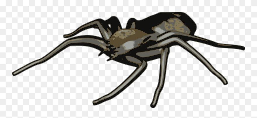 Tangle Web Spider,black Widow,spider - Aracnidos Png Clipart