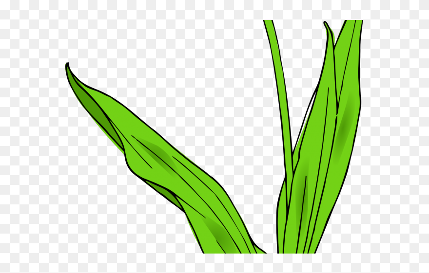 Tulip Clip Art - Png Download