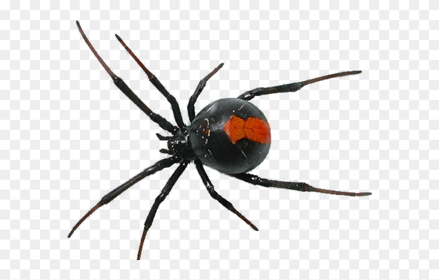 Black Widow Spider Transparent Background Clipart