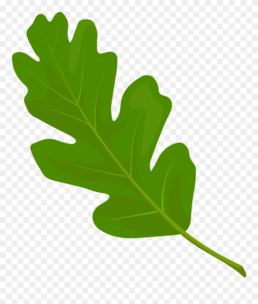 Gambel Oak Clipart