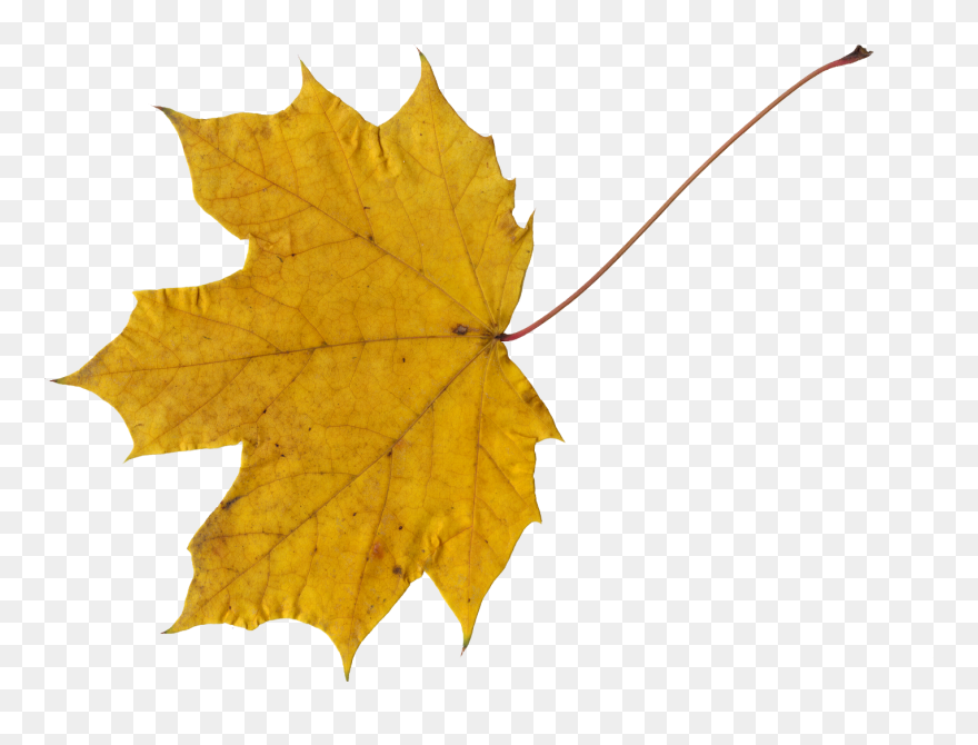 Clip Art Grape Leaves - Transparent Yellow Maple Leaf - Png Download