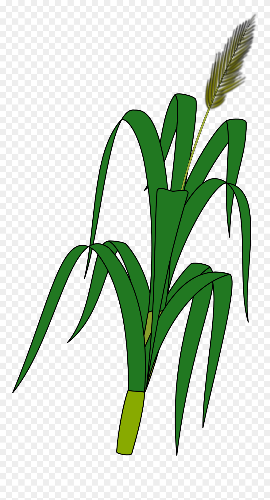 Crops Clipart Corn Leaf - Wheat Plant Drawing - Png Download