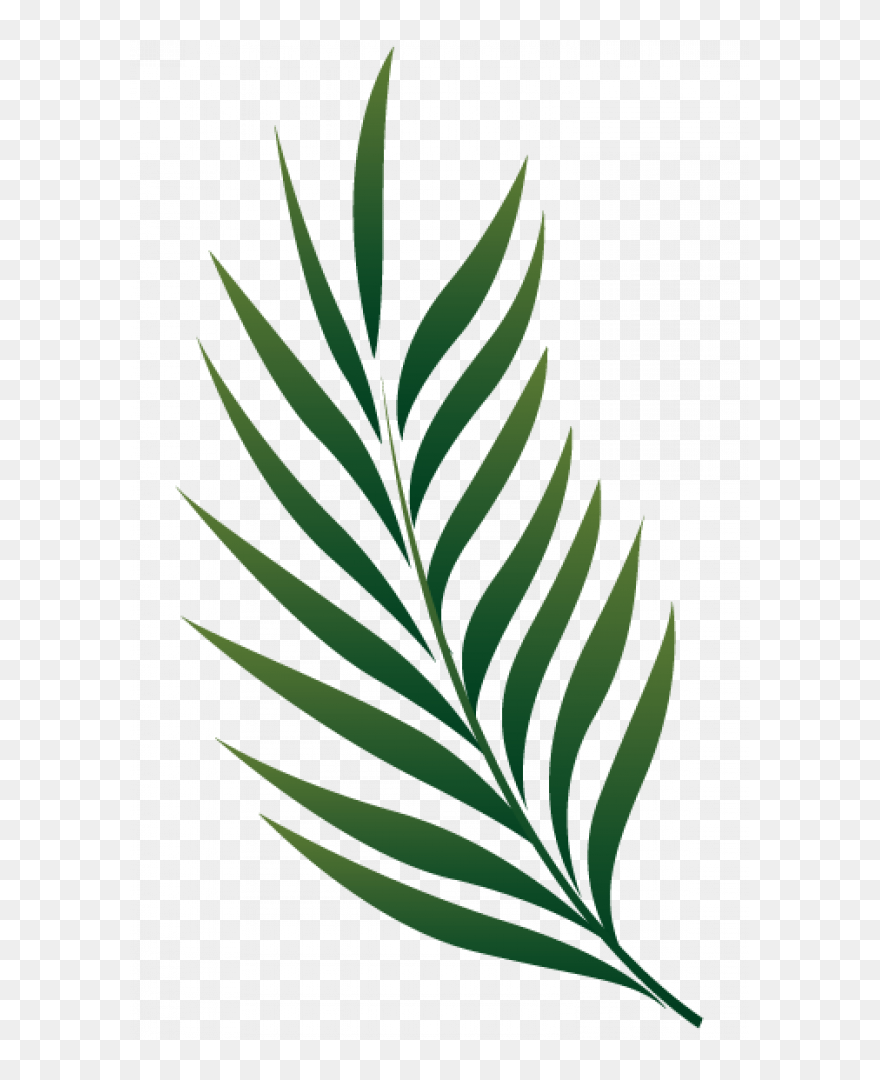 Palm Leaf Png Clipart Transparent Png