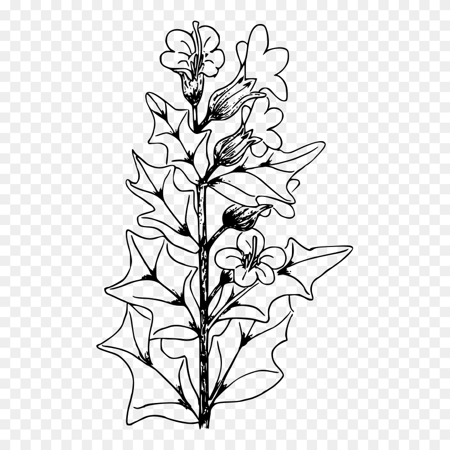 Black Henbane - Hyoscyamus Niger Draw Clipart