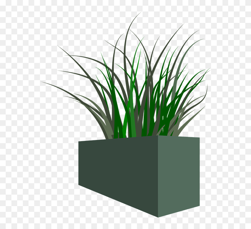 Transparent Clipart Weeds - Transparent Background Plant Grass Png