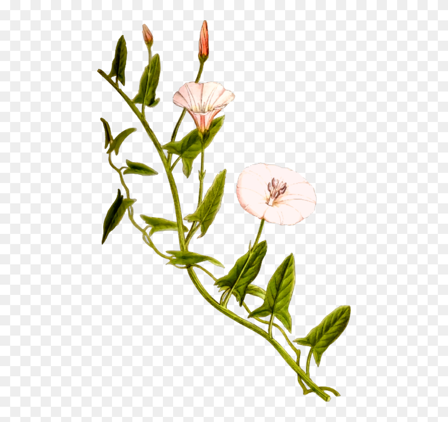 Plant,flora,branch - Bindweed Png Clipart