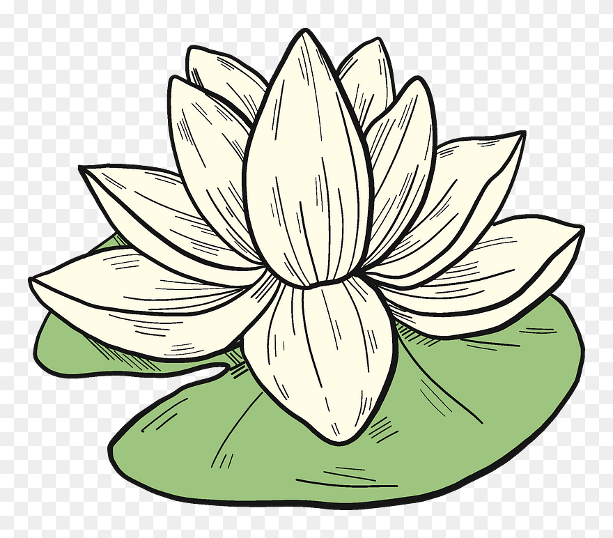 White Water Lily Clipart - Sacred Lotus - Png Download