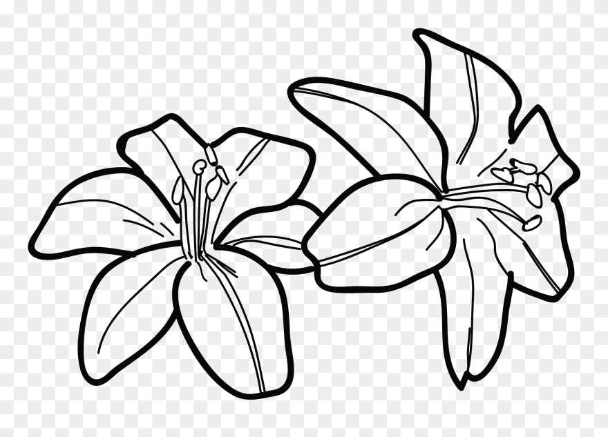 Blue Drawing Tiger Lily - Lily Clipart Black And White - Png Download