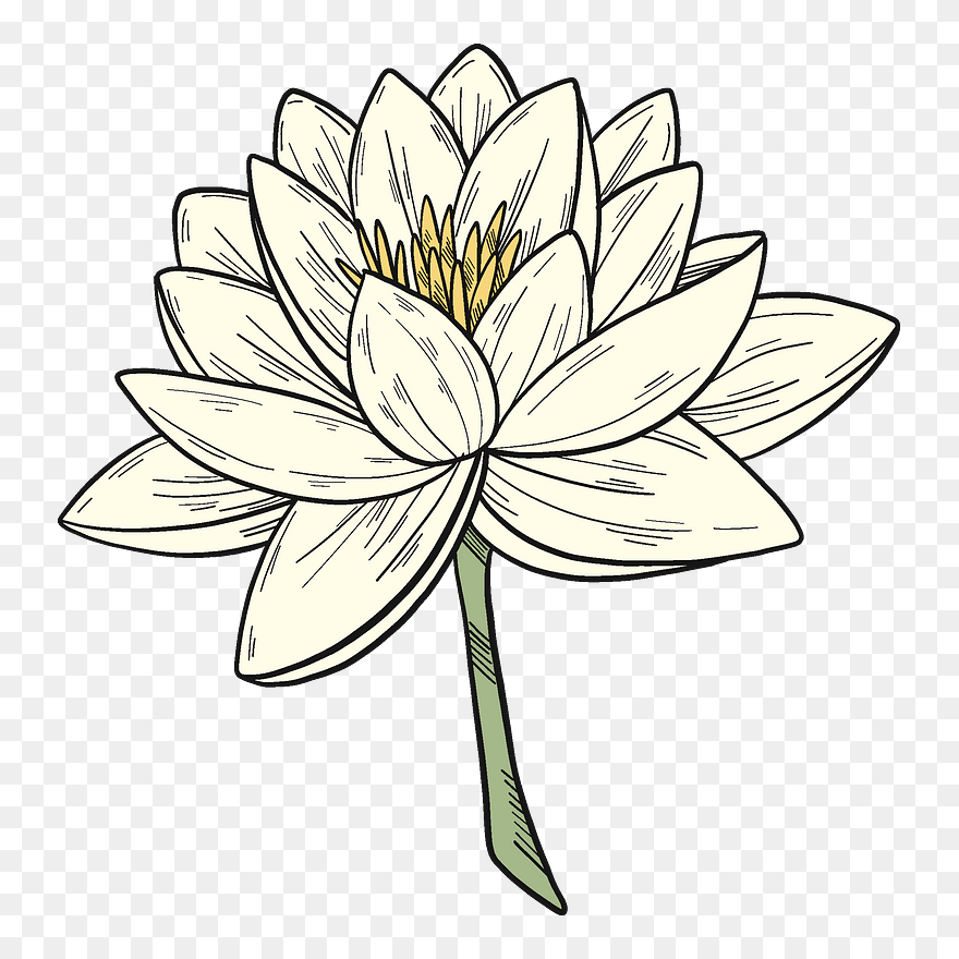 White Water Lily Clipart - Sacred Lotus - Png Download