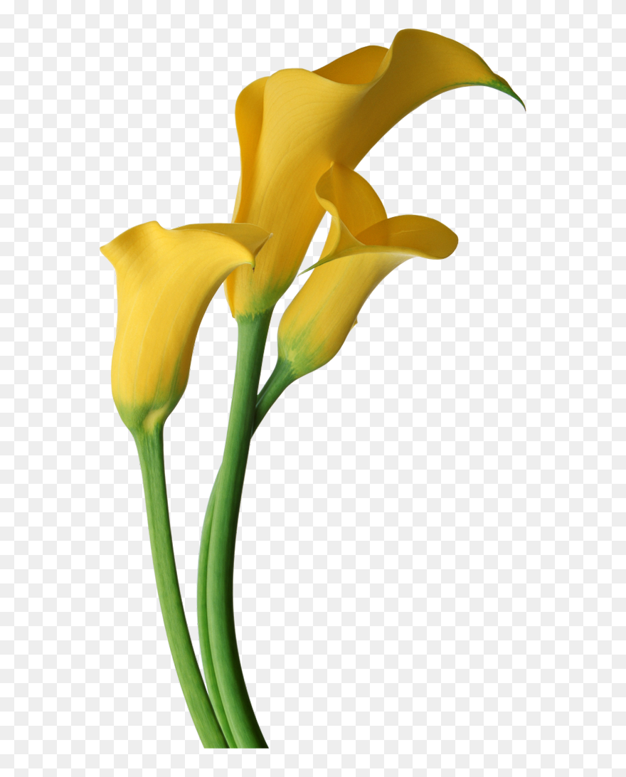 Lily Flower Drawing Pictures - Yellow Calla Lily Clipart - Png Download