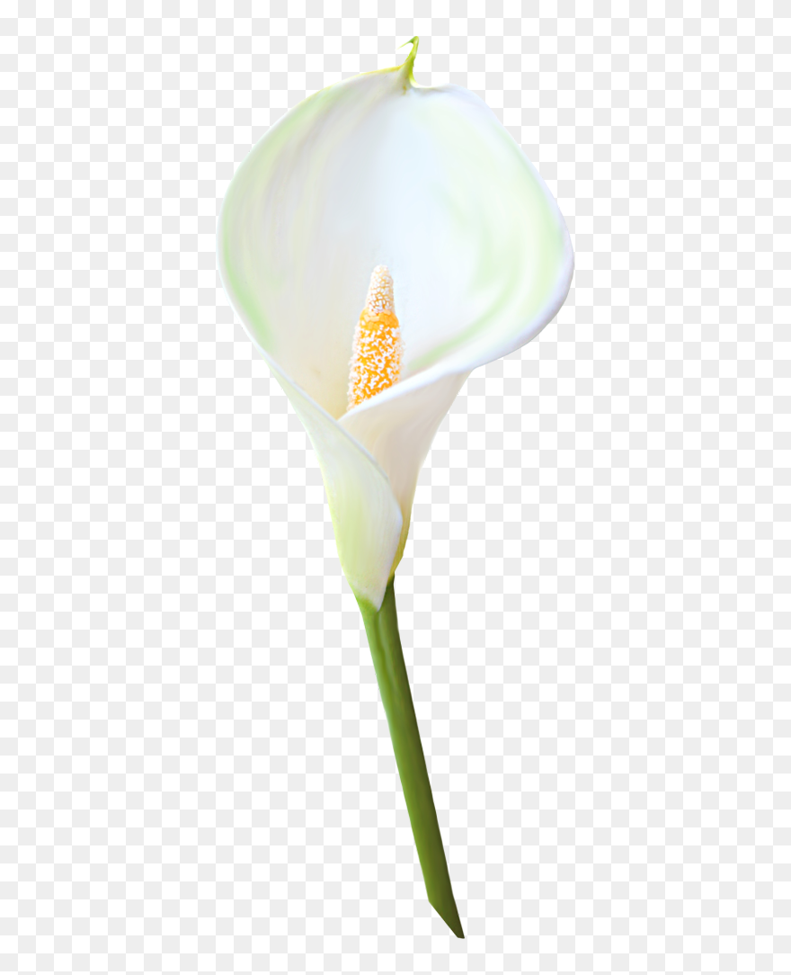 White Calla Lily Clipart Graphic Black And White Transparent - Calla Lily Single Flower - Png Download
