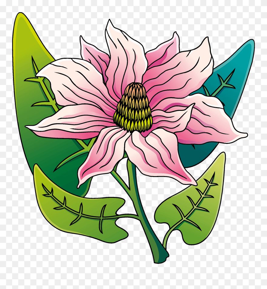 Clematis Clipart