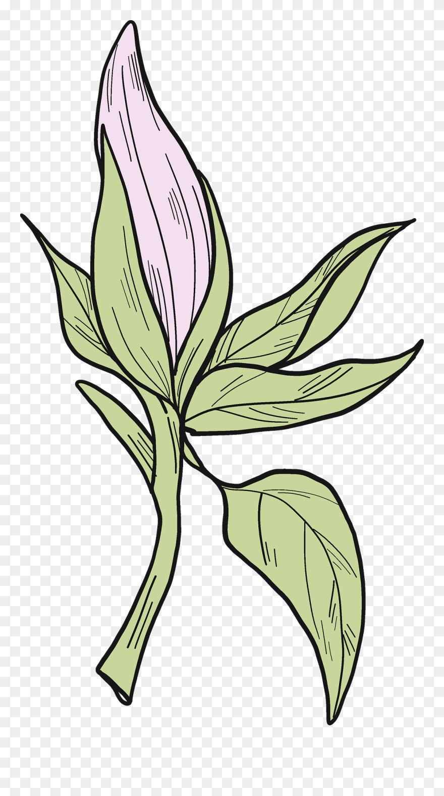 Lily Family Clipart
