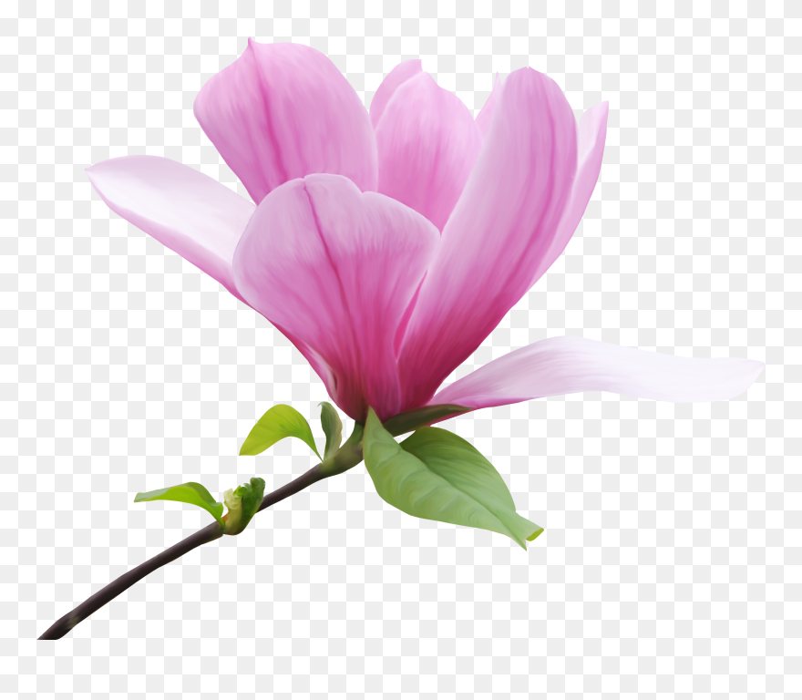 Magnolia Clipart Magnolia Flower, Magnolia Magnolia - Beautiful Flower Transparent Background - Png Download