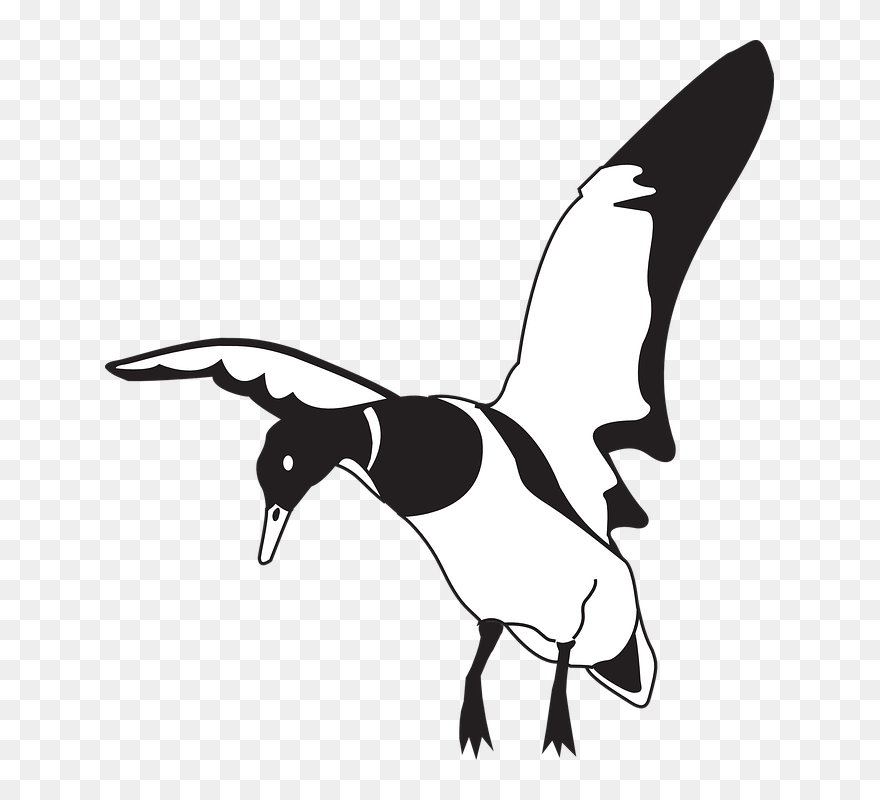 Black White Bird - Clip Art Duck Landing - Png Download
