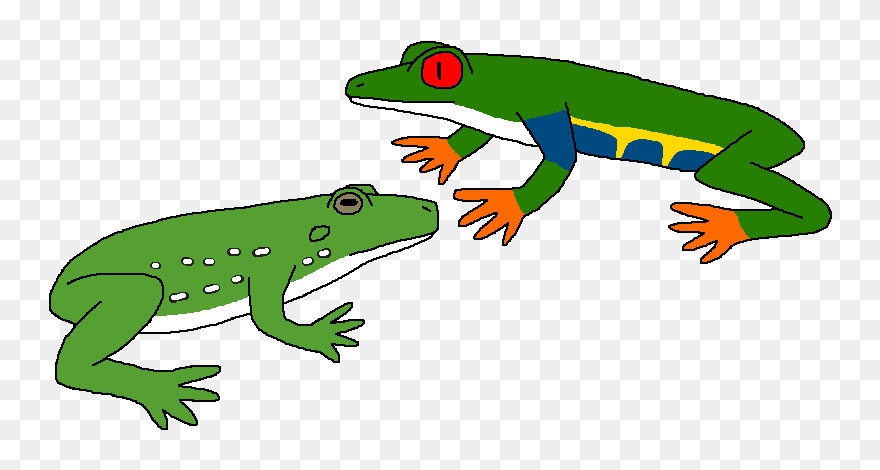 Drawing Frogs Rainforest Frog Transparent Png Clipart - Red-eyed Tree Frog